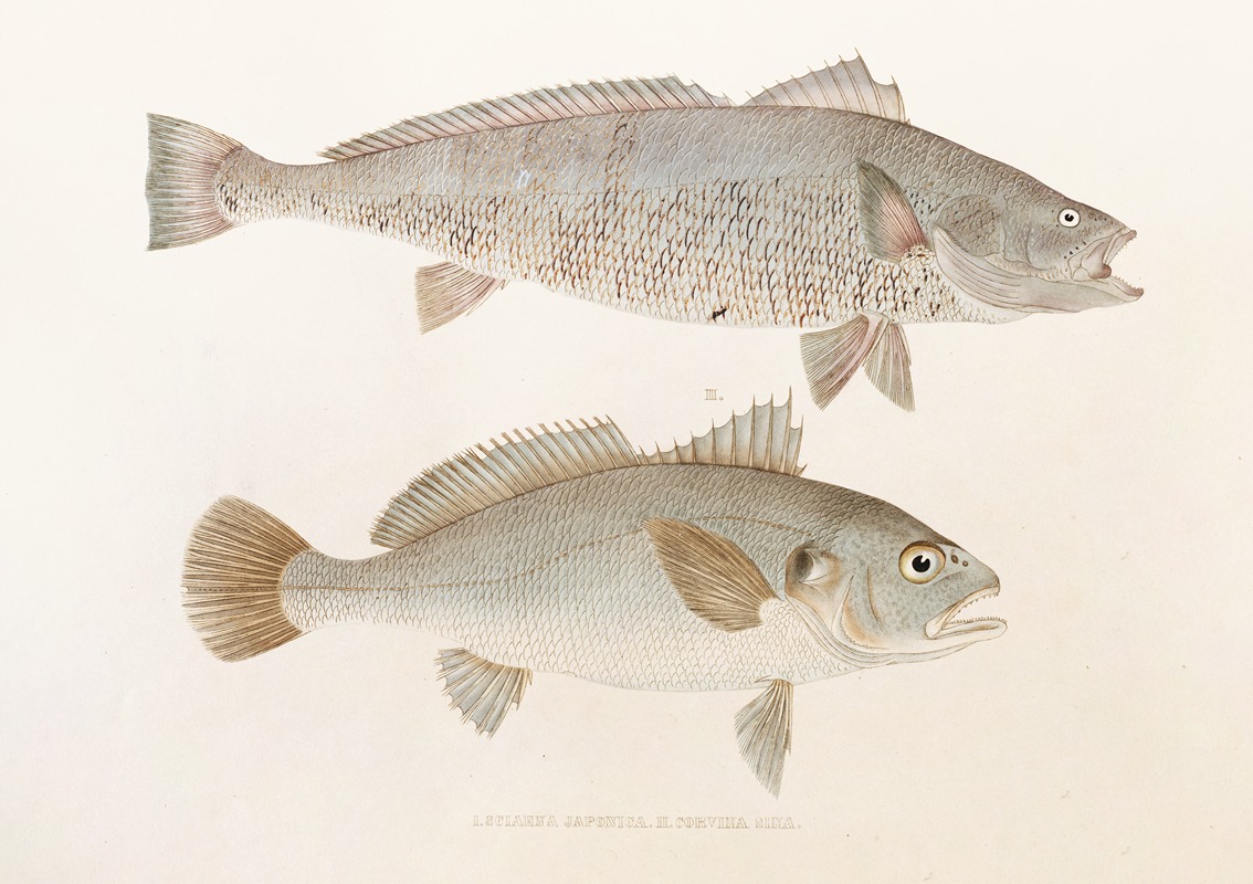 Fauna japonica Pl.036 — Philipp Franz Balthasar von Siebold