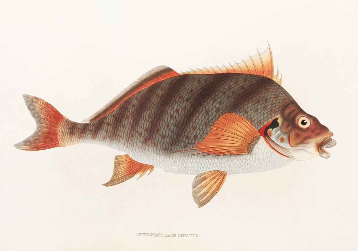 Fauna japonica Pl.042 — Philipp Franz Balthasar von Siebold