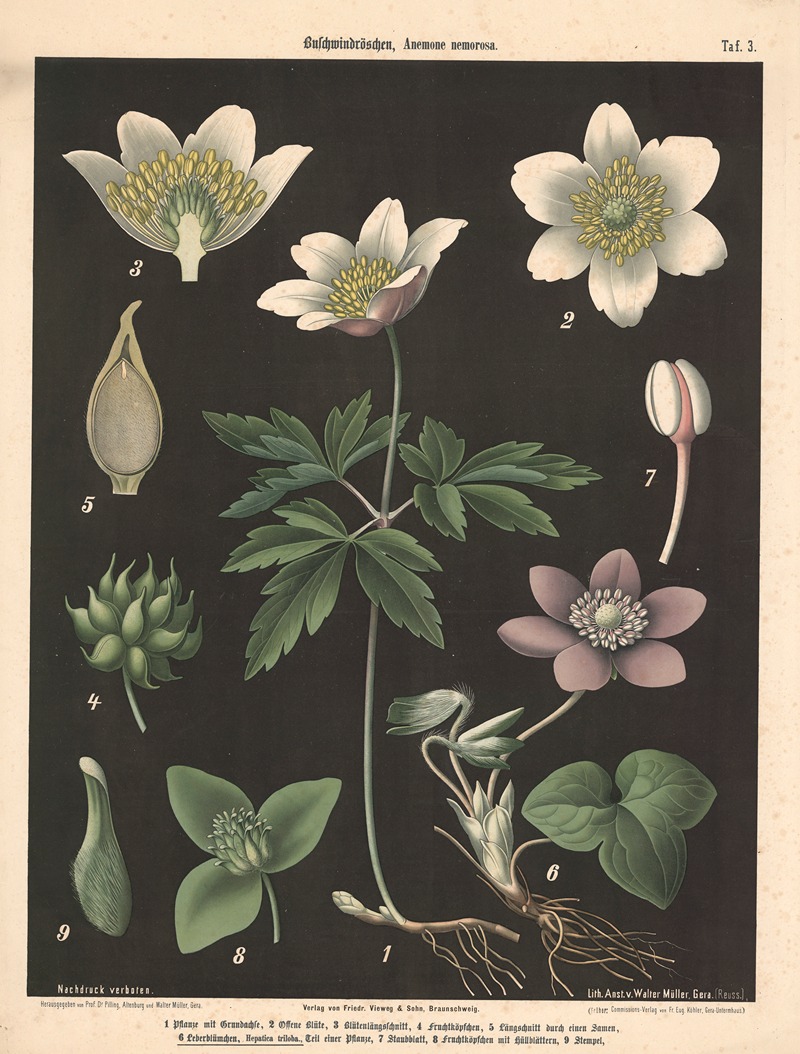 Buschwindröschen, Anemone nemorosa by Walter Müller, 1894 — digital art print download