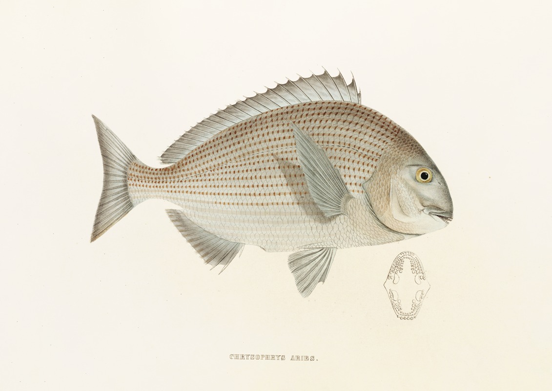 Fauna japonica Pl.044 — Philipp Franz Balthasar von Siebold