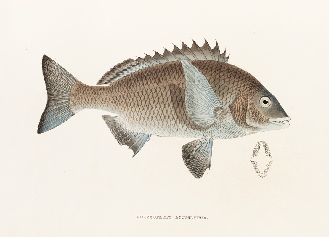 Fauna japonica Pl.045 — Philipp Franz Balthasar von Siebold