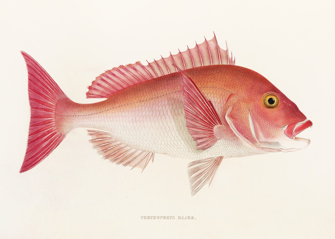 Fauna japonica Pl.048 — Philipp Franz Balthasar von Siebold