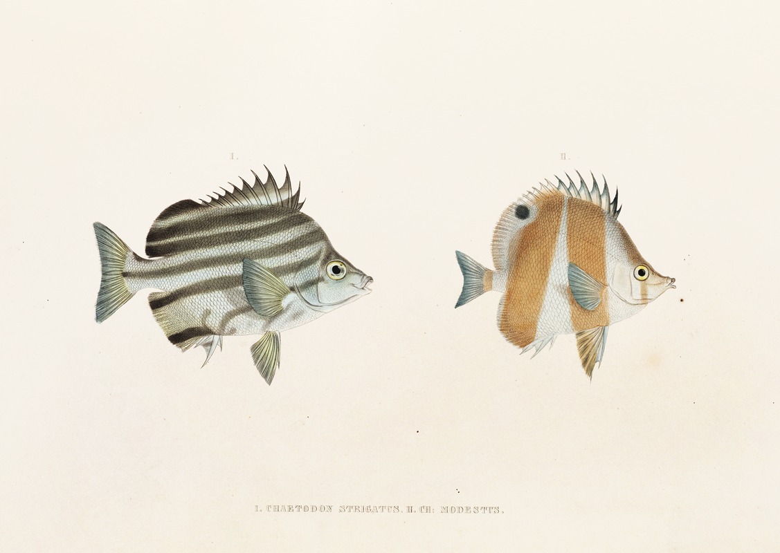 Fauna japonica Pl.054 — Philipp Franz Balthasar von Siebold