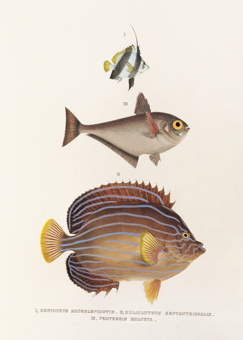 Fauna japonica Pl.057 — Philipp Franz Balthasar von Siebold