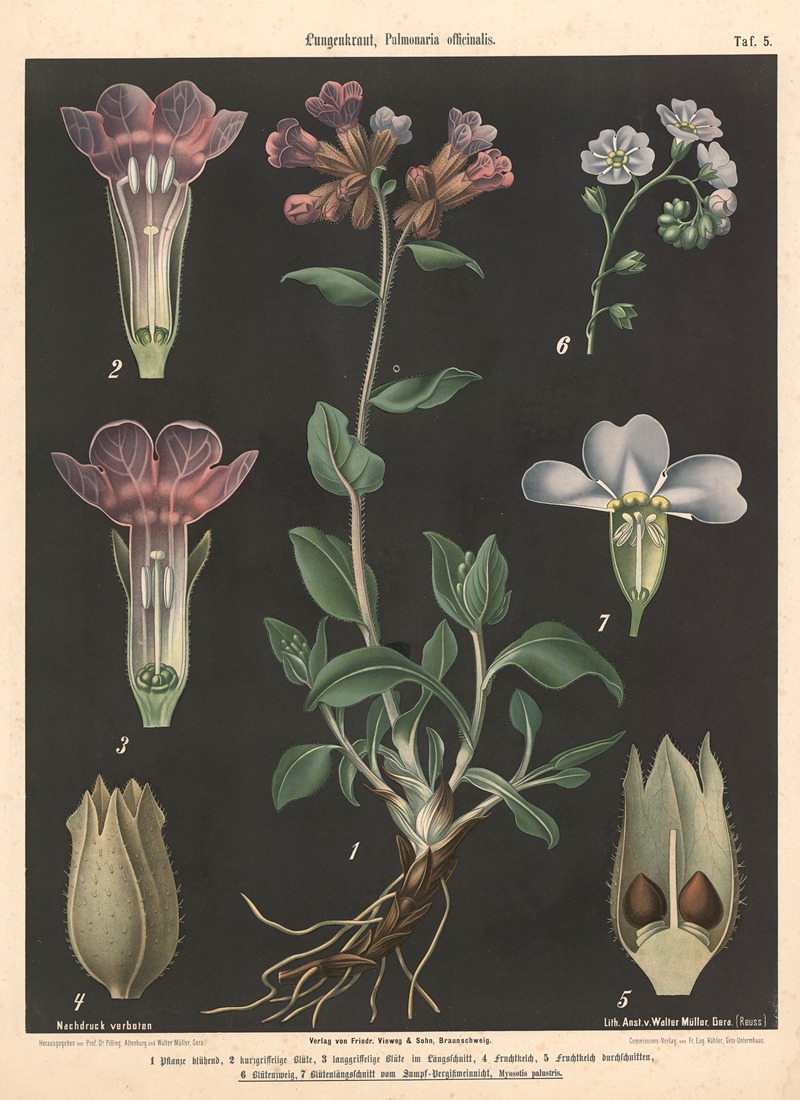 Lungenkraut, Pulmonaria officinalis — Walter Müller