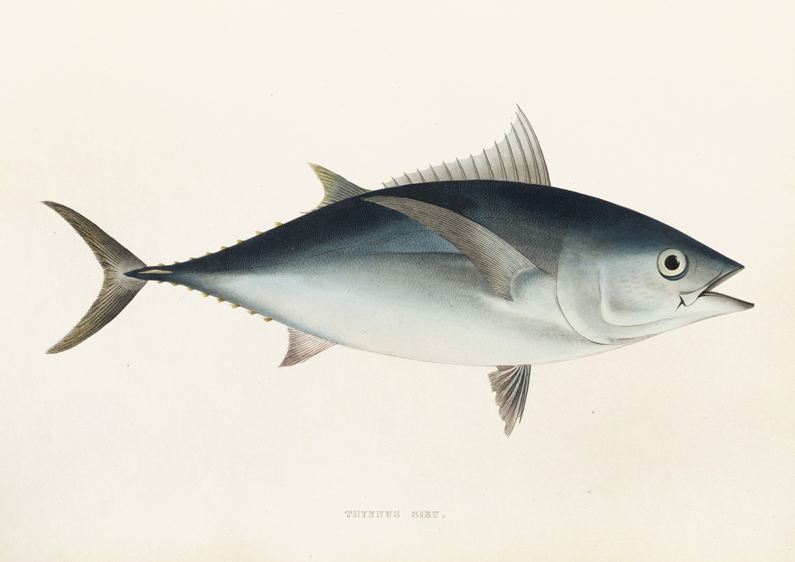 Fauna japonica Pl.063 — Philipp Franz Balthasar von Siebold