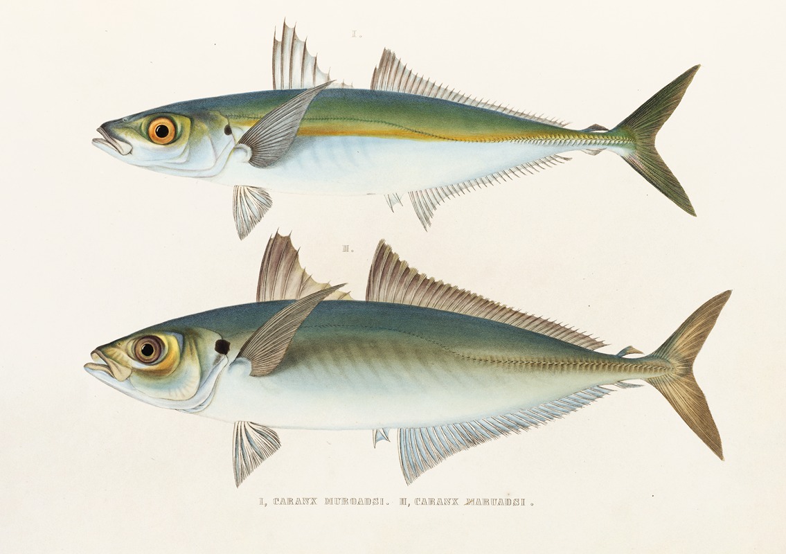 Fauna japonica Pl.071 — Philipp Franz Balthasar von Siebold