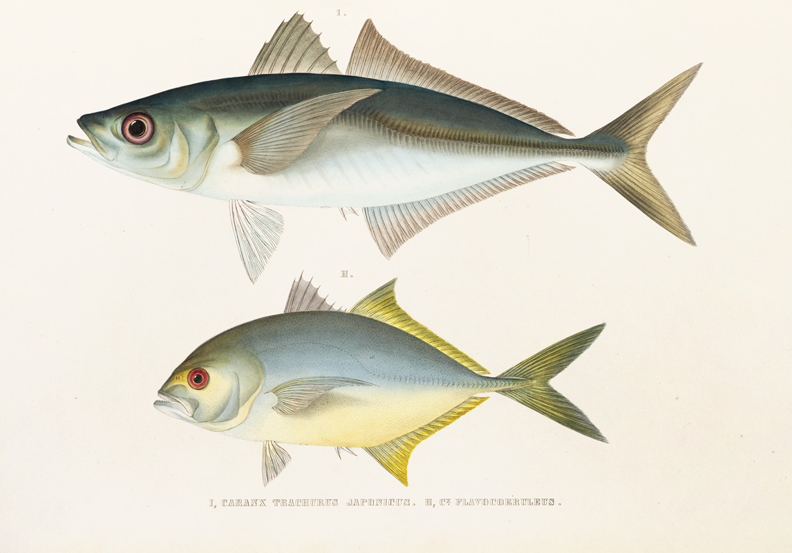 Fauna japonica Pl.072 — Philipp Franz Balthasar von Siebold