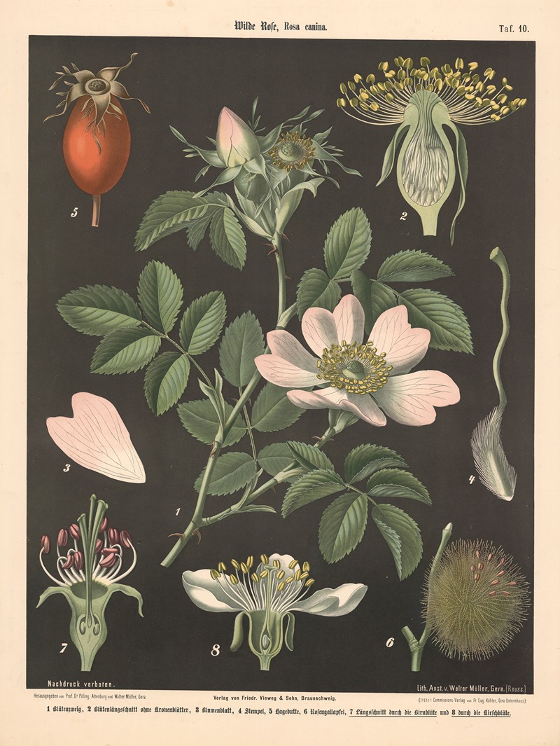 Wilde Pose, rosa canina by Walter Müller, 1894 — digital art print download