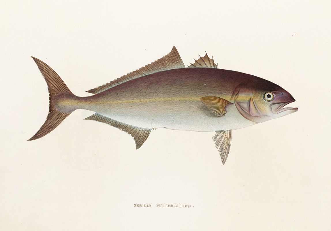 Fauna japonica Pl.074 — Philipp Franz Balthasar von Siebold