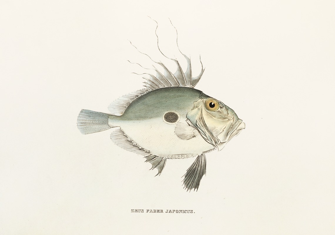 Fauna japonica Pl.080 — Philipp Franz Balthasar von Siebold