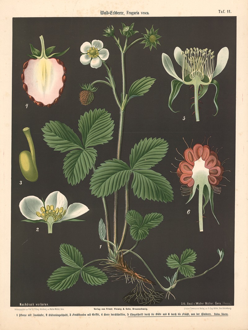 Wald-Erdbeere, Fragaria vesca by Walter Müller, 1894 — digital art print download