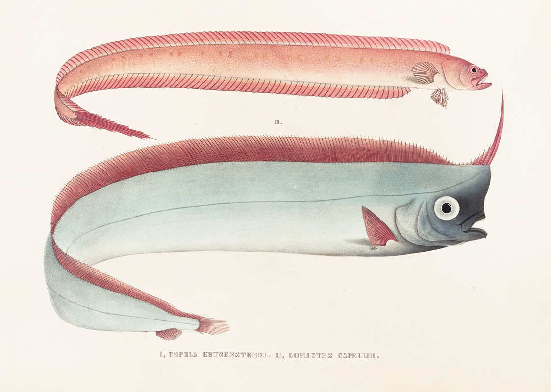 Fauna japonica Pl.085 — Philipp Franz Balthasar von Siebold