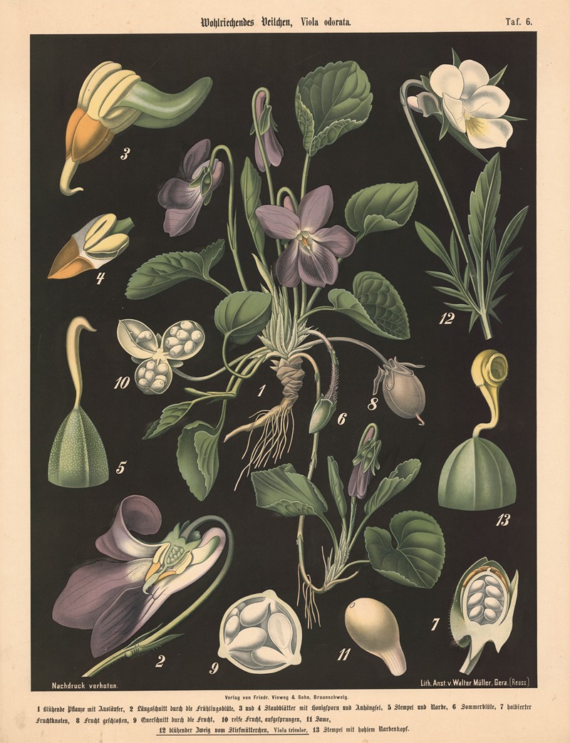 Wohlriechendes Veilchen, Viola odorata by Walter Müller, 1894 — digital art print download