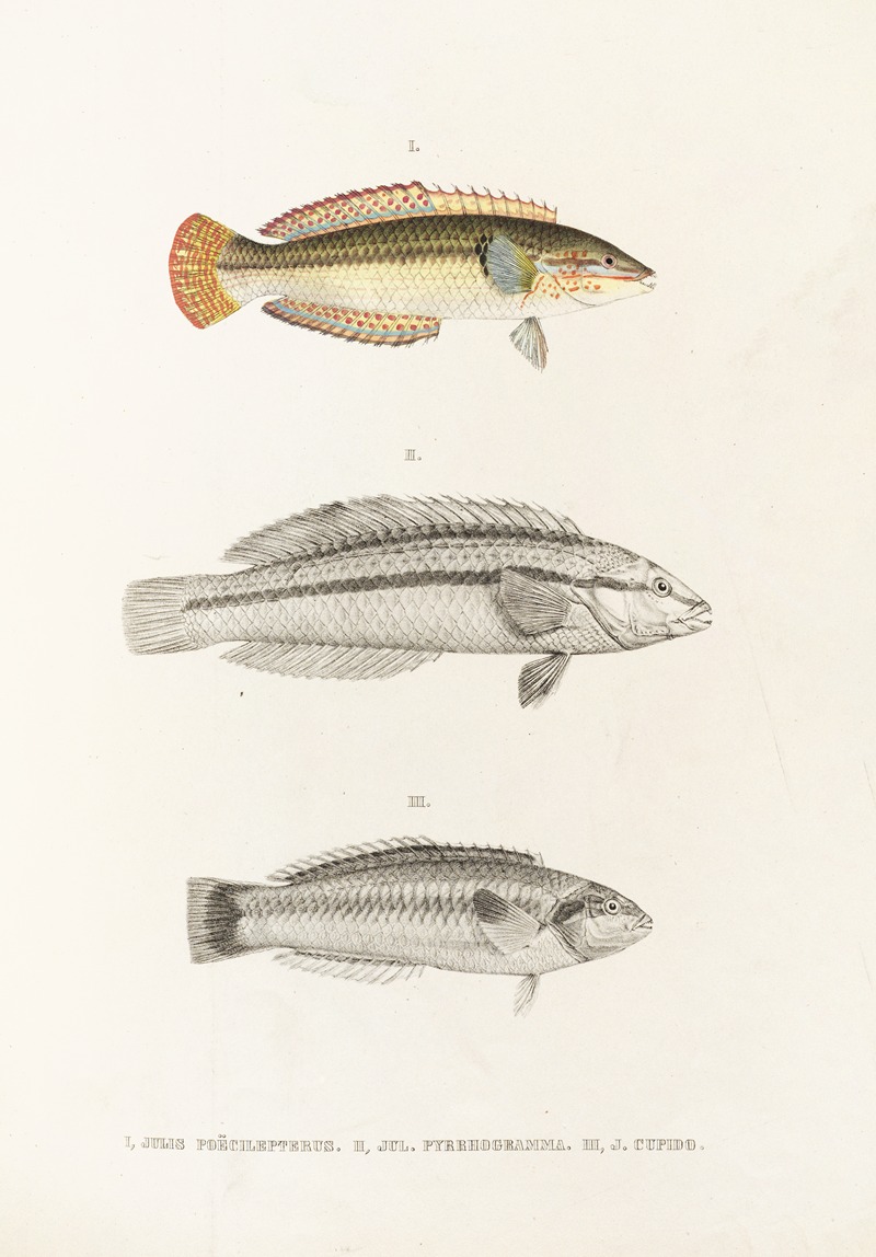 Fauna japonica Pl.103 — Philipp Franz Balthasar von Siebold