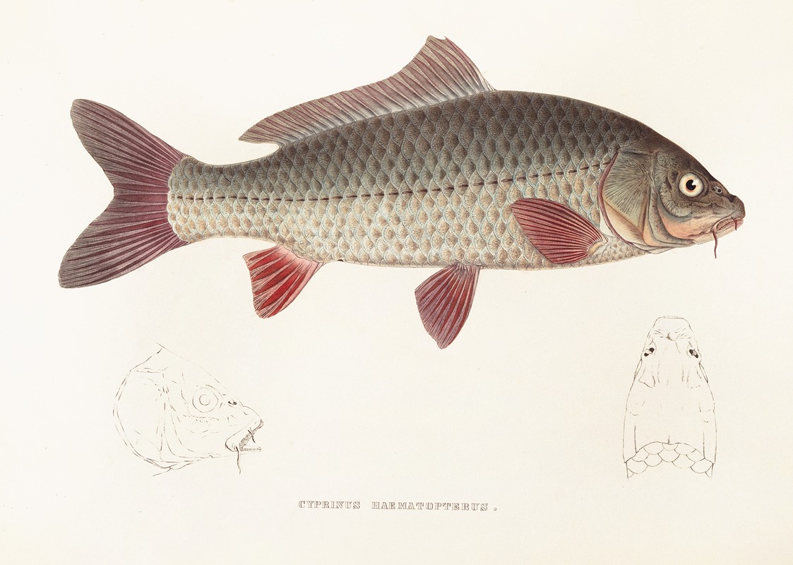 Fauna japonica Pl.113 — Philipp Franz Balthasar von Siebold