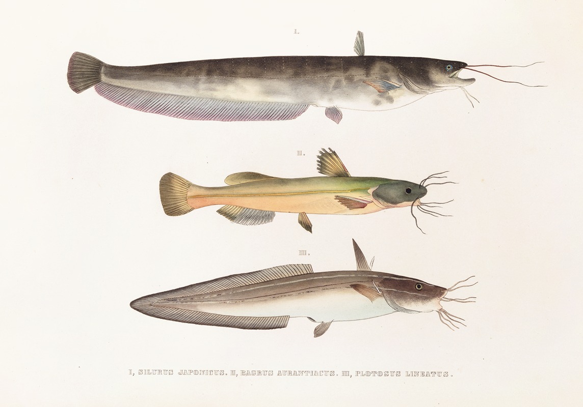 Fauna japonica Pl.121 — Philipp Franz Balthasar von Siebold