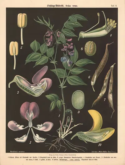 Frühlings-Walderbse, Orobus vernus by Walter Müller, 1894 — digital art print download