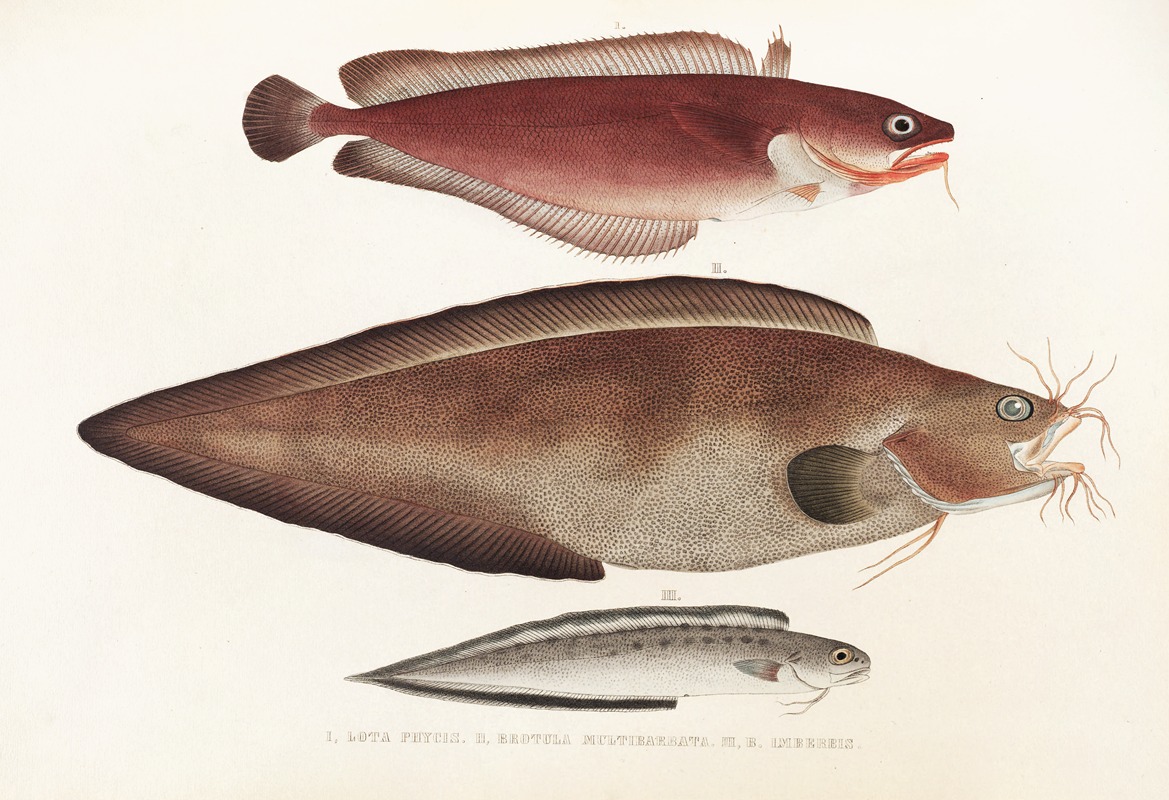 Fauna japonica Pl.128 — Philipp Franz Balthasar von Siebold