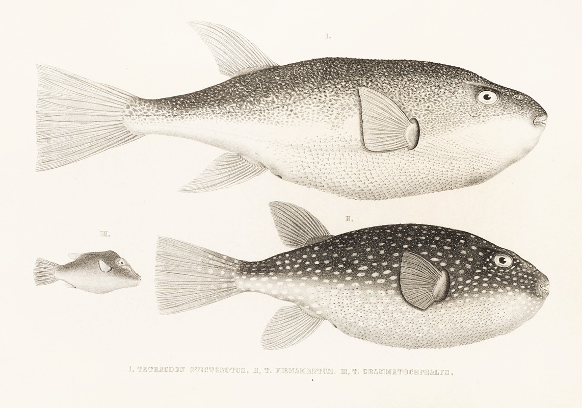 Fauna japonica Pl.143 — Philipp Franz Balthasar von Siebold