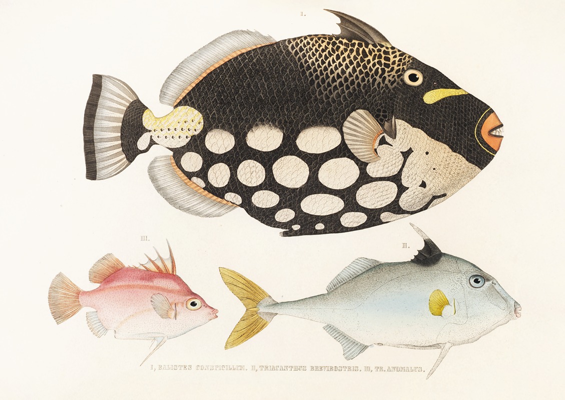 Fauna japonica Pl.146 — Philipp Franz Balthasar von Siebold