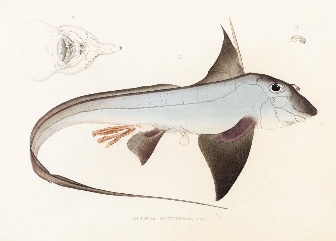 Fauna japonica Pl.149 — Philipp Franz Balthasar von Siebold