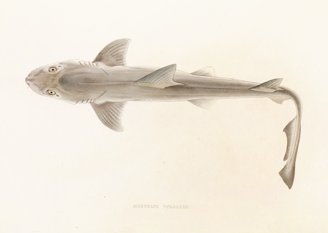 Fauna japonica Pl.151 — Philipp Franz Balthasar von Siebold