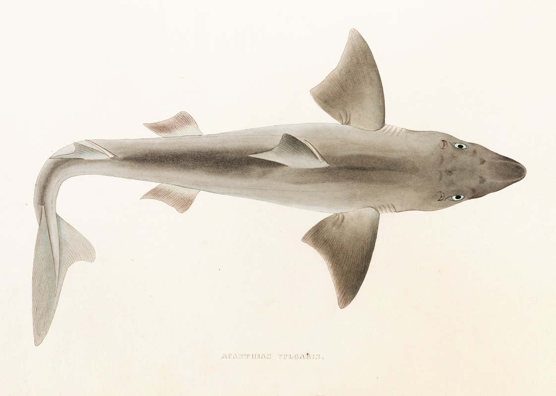 Fauna japonica Pl.152 — Philipp Franz Balthasar von Siebold
