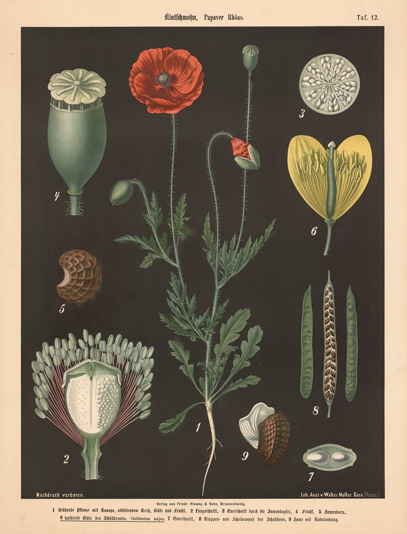 Klatschmohn, Papaver Rhöas by Walter Müller, 1894 — digital art print download