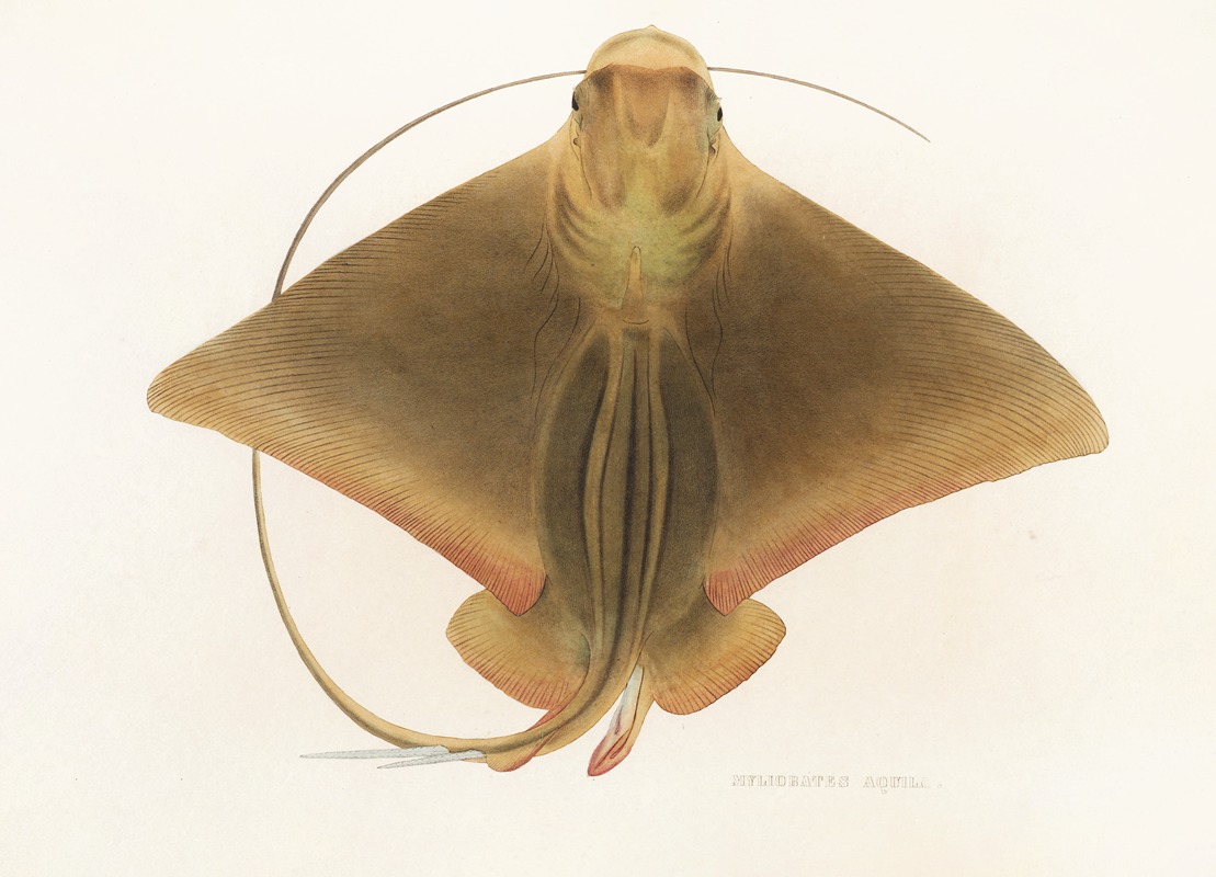 Fauna japonica Pl.159 — Philipp Franz Balthasar von Siebold