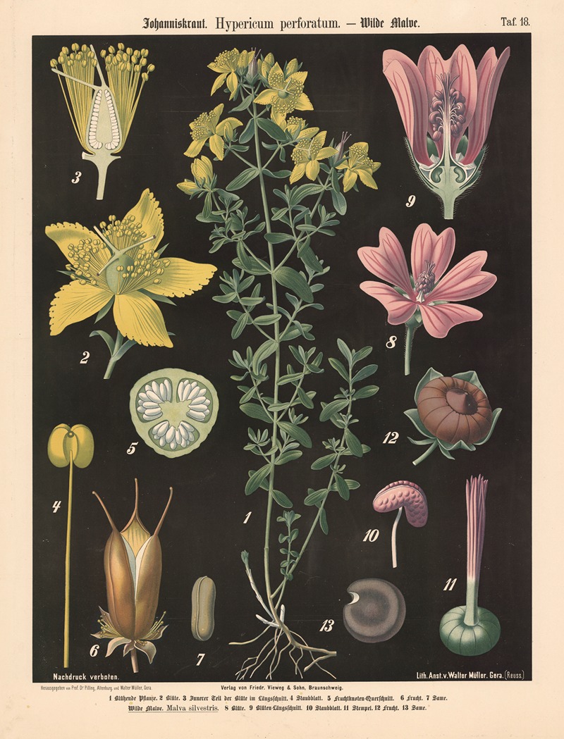 Johanniskraut. Hypericum perforatum. by Walter Müller, 1894 — digital art print download