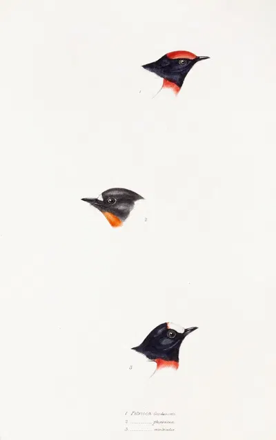 A synopsis of the birds of Australia, and the adjacent Islands Pl.07 by Elizabeth Gould, 1837-1838 — digital art print…