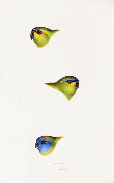 A synopsis of the birds of Australia, and the adjacent Islands Pl.25 by Elizabeth Gould, 1837-1838 — digital art print…