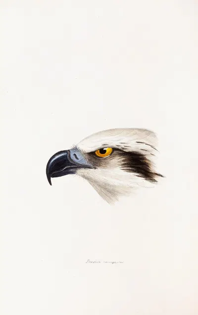 A synopsis of the birds of Australia, and the adjacent Islands Pl.41 by Elizabeth Gould, 1837-1838 — digital art print…