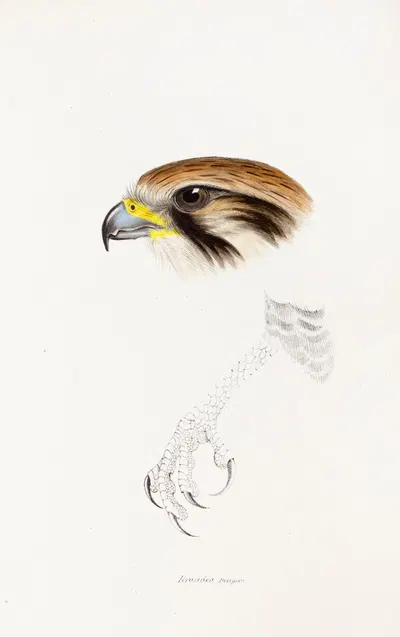 A synopsis of the birds of Australia, and the adjacent Islands Pl.43 by Elizabeth Gould, 1837-1838 — digital art print…