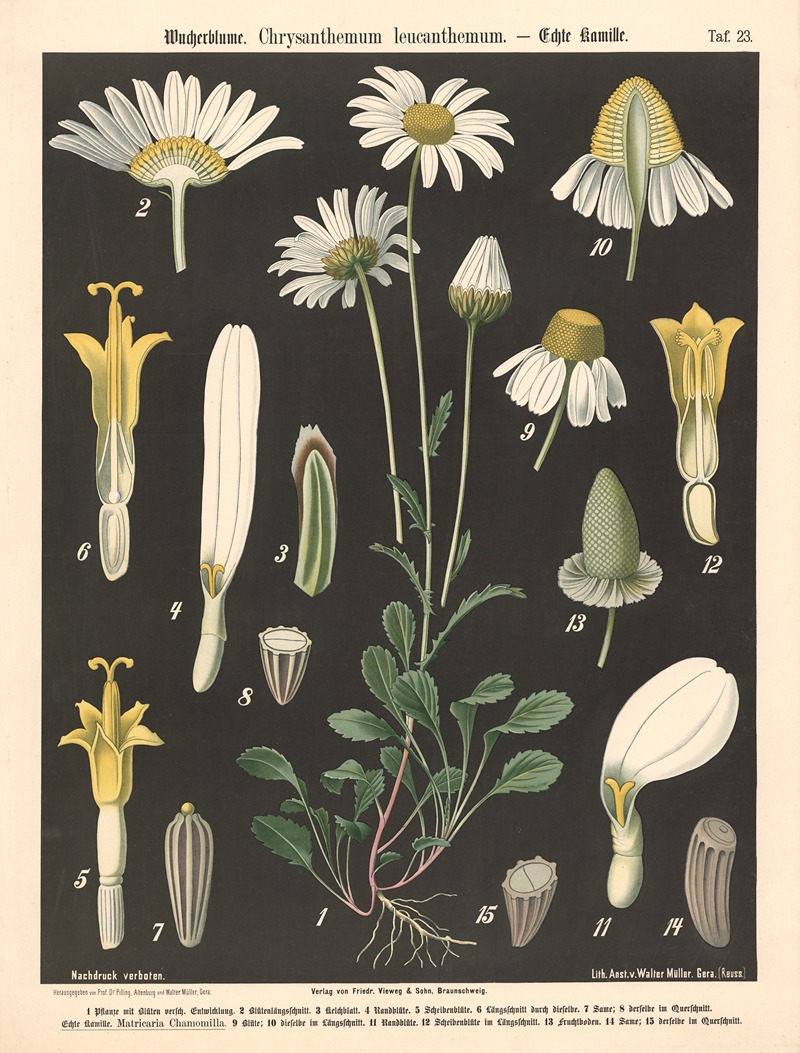 Wucherblume. Chrysanthemum leucanthemum — Walter Müller