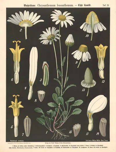 Wucherblume. Chrysanthemum leucanthemum by Walter Müller, 1894 — digital art print download