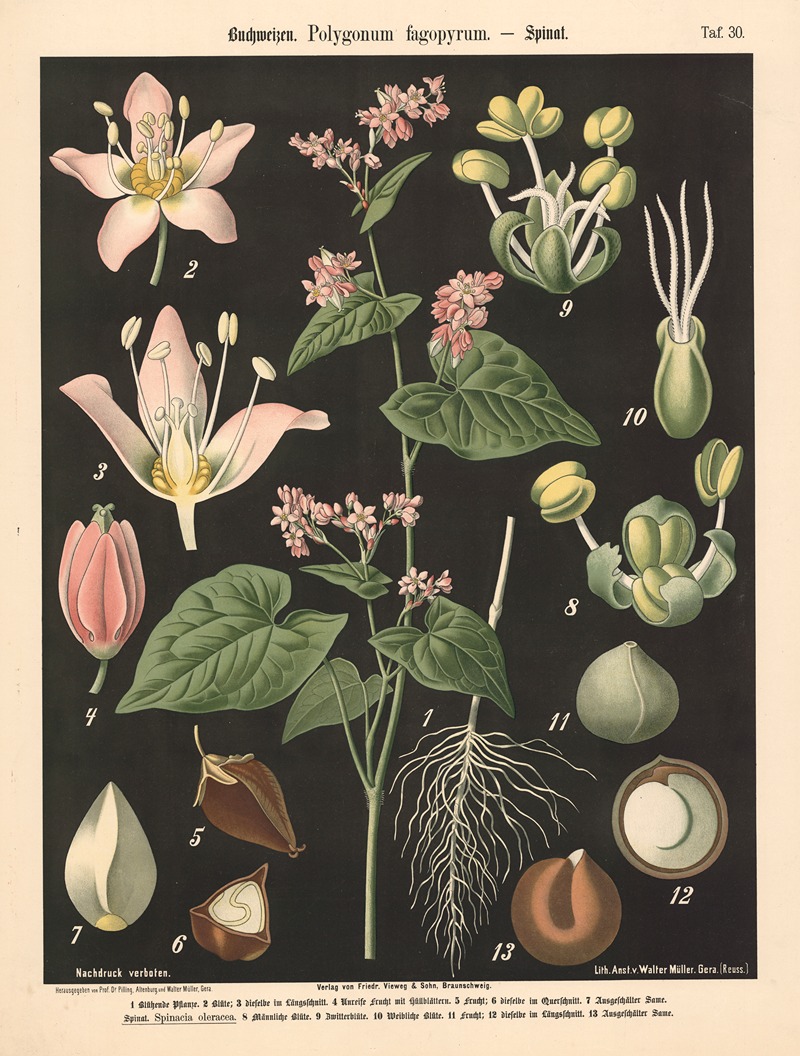 Buchweizen. Polygonum fagopyrum — Walter Müller