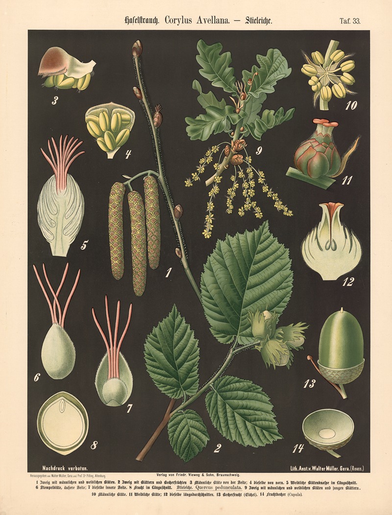 Haselstrauch. Corylus Avellana by Walter Müller, 1894 — digital art print download
