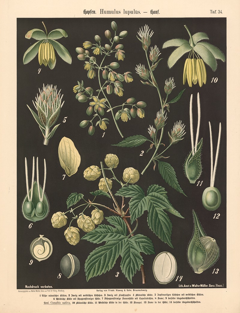 Hopfen. Humulus lupulus by Walter Müller, 1894 — digital art print download