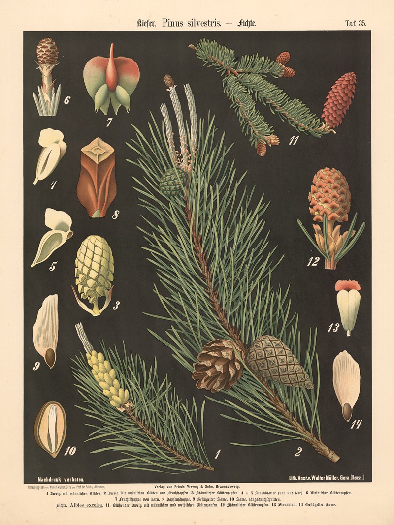 Kiefer. Pinus silvestris by Walter Müller, 1894 — digital art print download