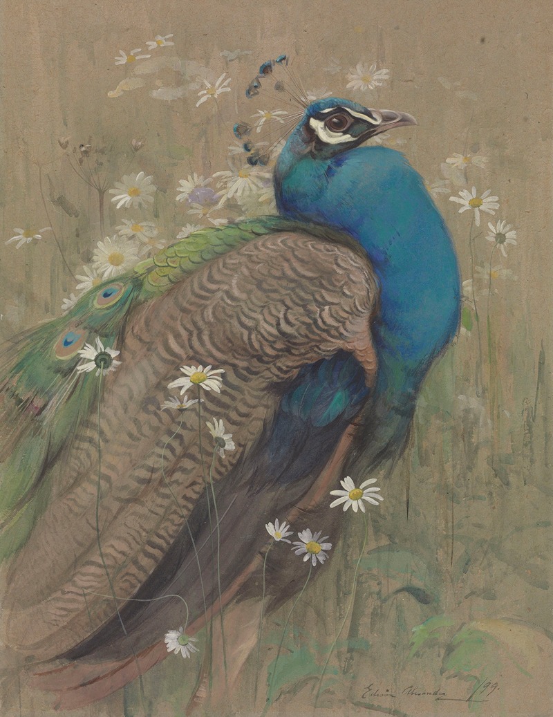 A peacock and marguerites by Edwin John Alexander, 1899 — digital art print download