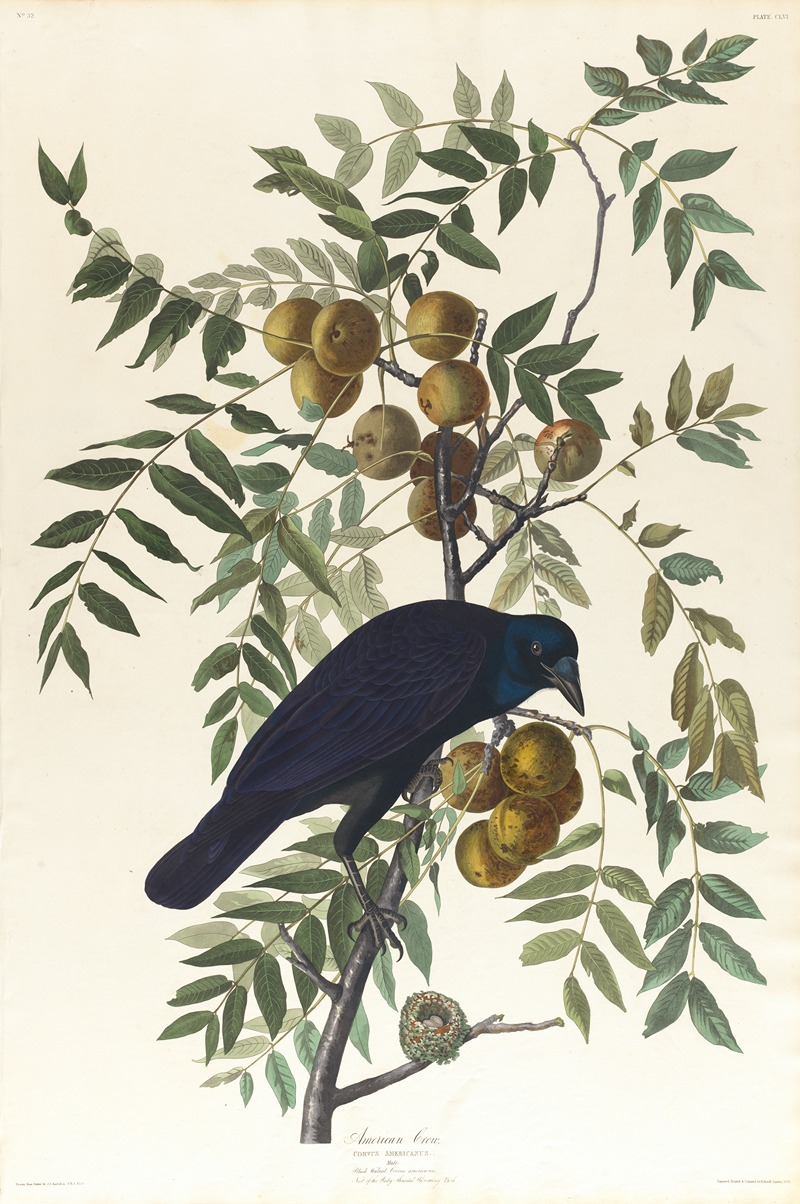 American crow by John James Audubon, 1827–1838 — digital art print download