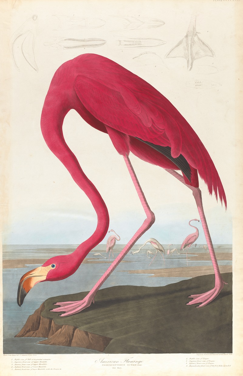 American flamingo by John James Audubon, 1827–1838 — digital art print download