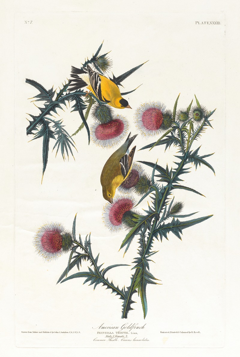 American goldfinch by John James Audubon, 1827–1838 — digital art print download