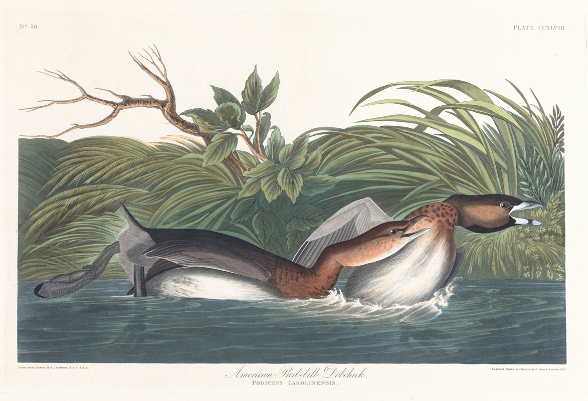 American pied-bill dobchick by John James Audubon, 1827–1838 — digital art print download
