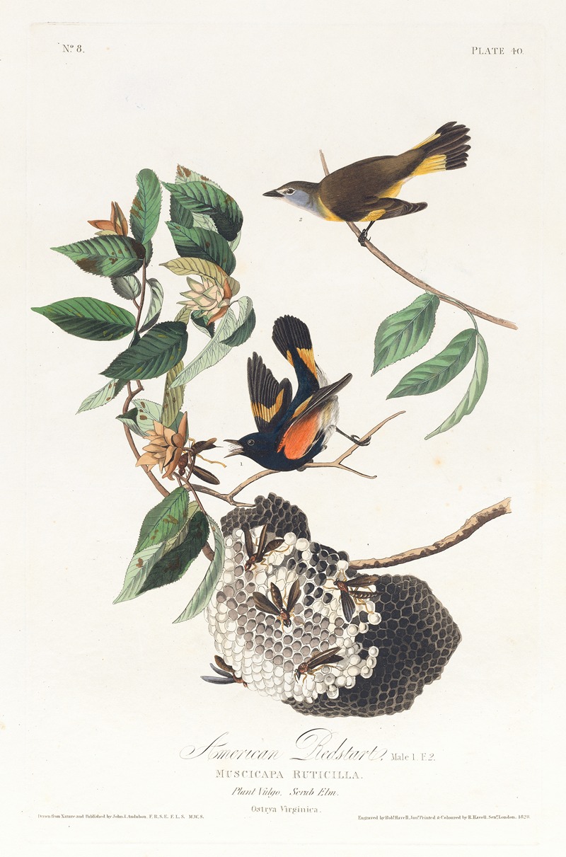 American redstart by John James Audubon, 1827–1838 — digital art print download