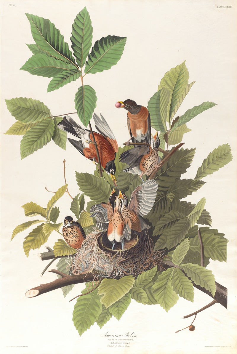 American robin by John James Audubon, 1827–1838 — digital art print download