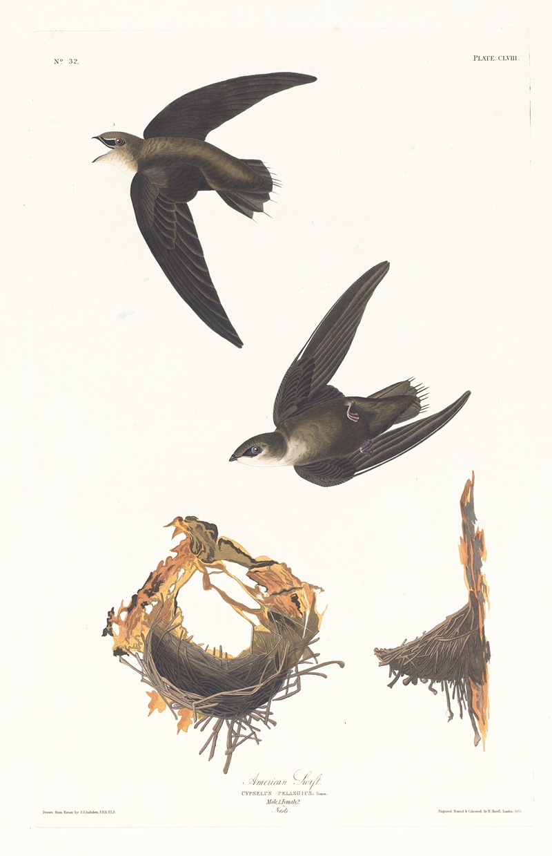American swift by John James Audubon, 1827–1838 — digital art print download