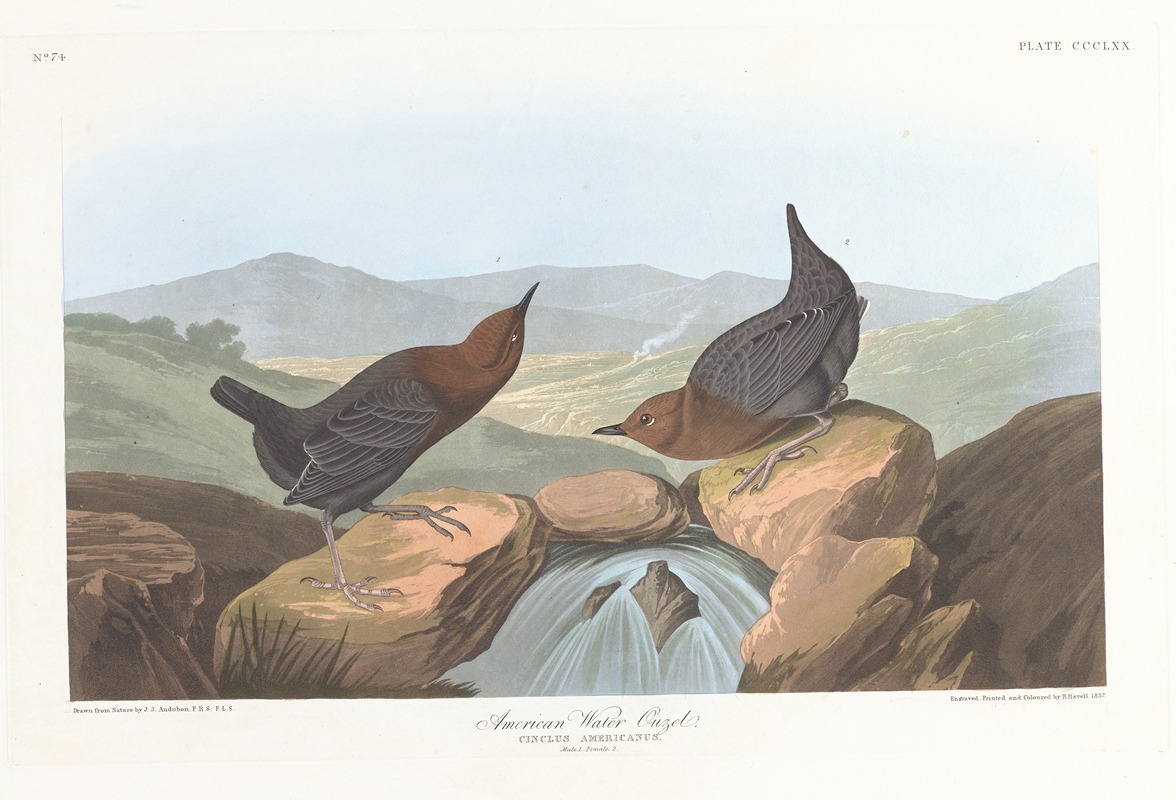 American water ouzel by John James Audubon, 1827–1838 — digital art print download
